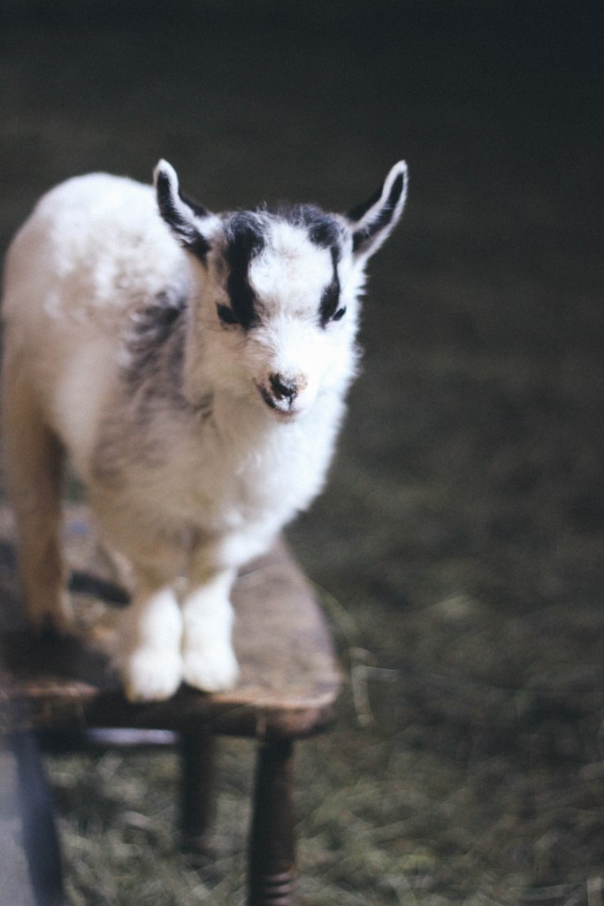 my favourite baby goat!