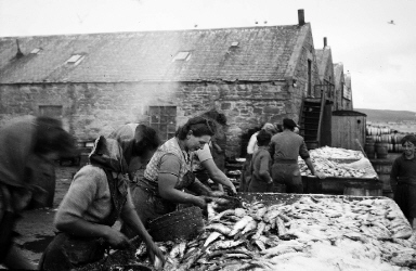 Gutting Herring at Shearers Station, Lerwick. 1940s, Photo: Shetland Museum and Archives