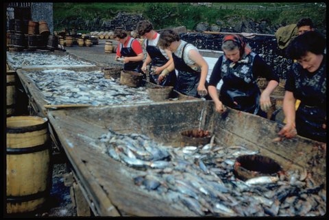 Women gutting herring in the farlins at Shearer's Station, Whalsay. Photo: Magnie Shearer