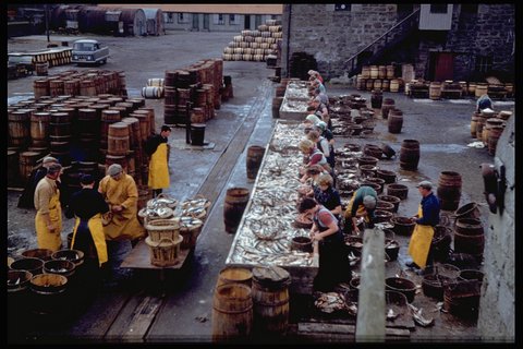 Herring gutting at Shearer's. Photo: Magnie Shearer
