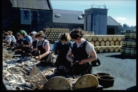  Women gutting herring in the farlins at Shearer's Station, Garthspool. Photo: Magnie Shearer