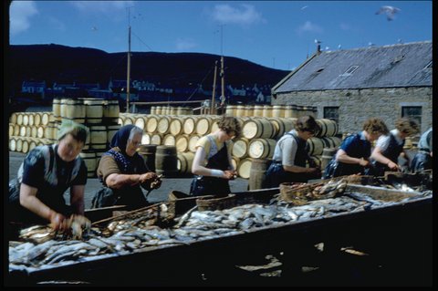  Women gutting herring in the farlins at Shearer's Station, Garthspool. Photo: Magnie Shearer