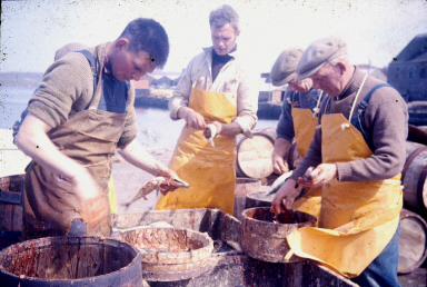 Gutting mackerel at J. & M. Shearer's station. Lt.-Rt.- Tammie Garriock, James Manson (Yunkers), Bertie Tulloch, Willie Couper. Photo: Shetland Museum and Archives