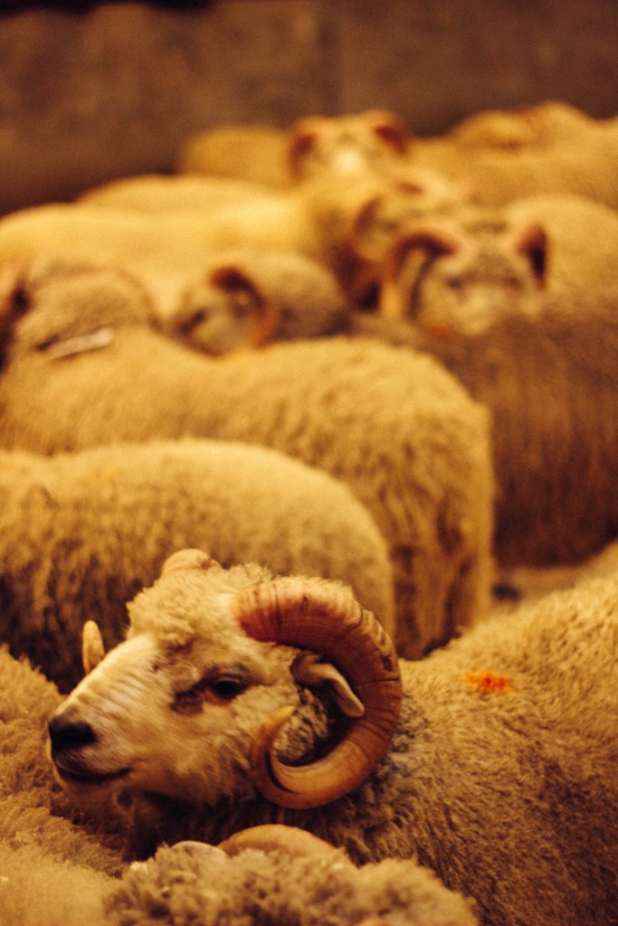 Shetland Rams at the Marts