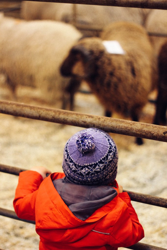 My nephew Magnie looking at sheep at the marts